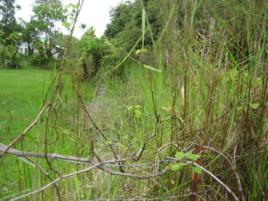 418 Ekika Road Mountain View, HI 96771 - Photo 3 of 9 a view of a yard