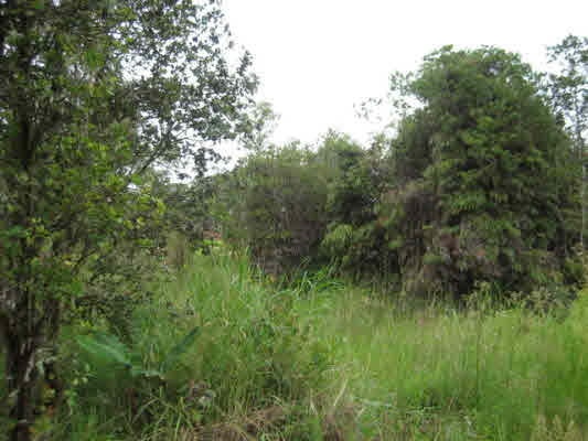 418 Ekika Road Mountain View, HI 96771 - Photo 4 of 9 a view of a lush green space