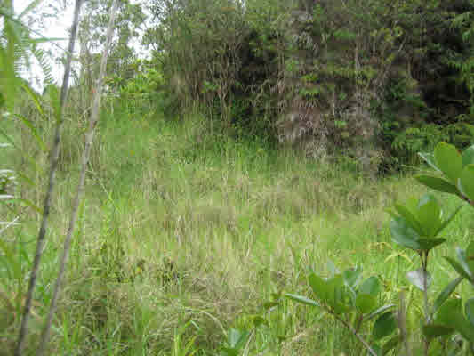 418 Ekika Road Mountain View, HI 96771 - Photo 5 of 9 a view of a lush green forest