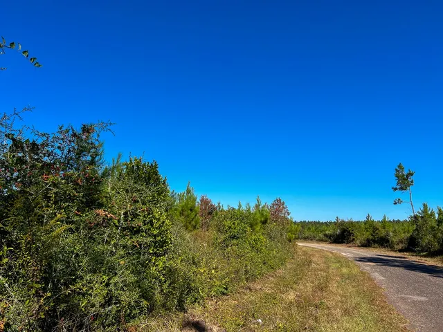 a view of a yard with a tree