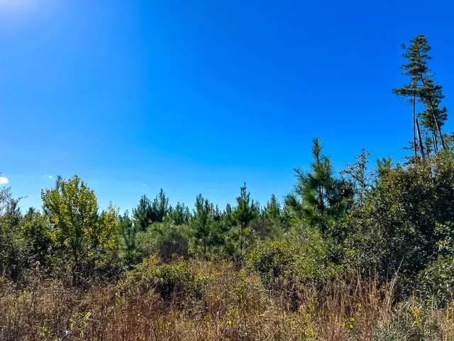 a view of a city with lush green forest