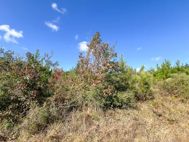 a view of a city with lush green forest