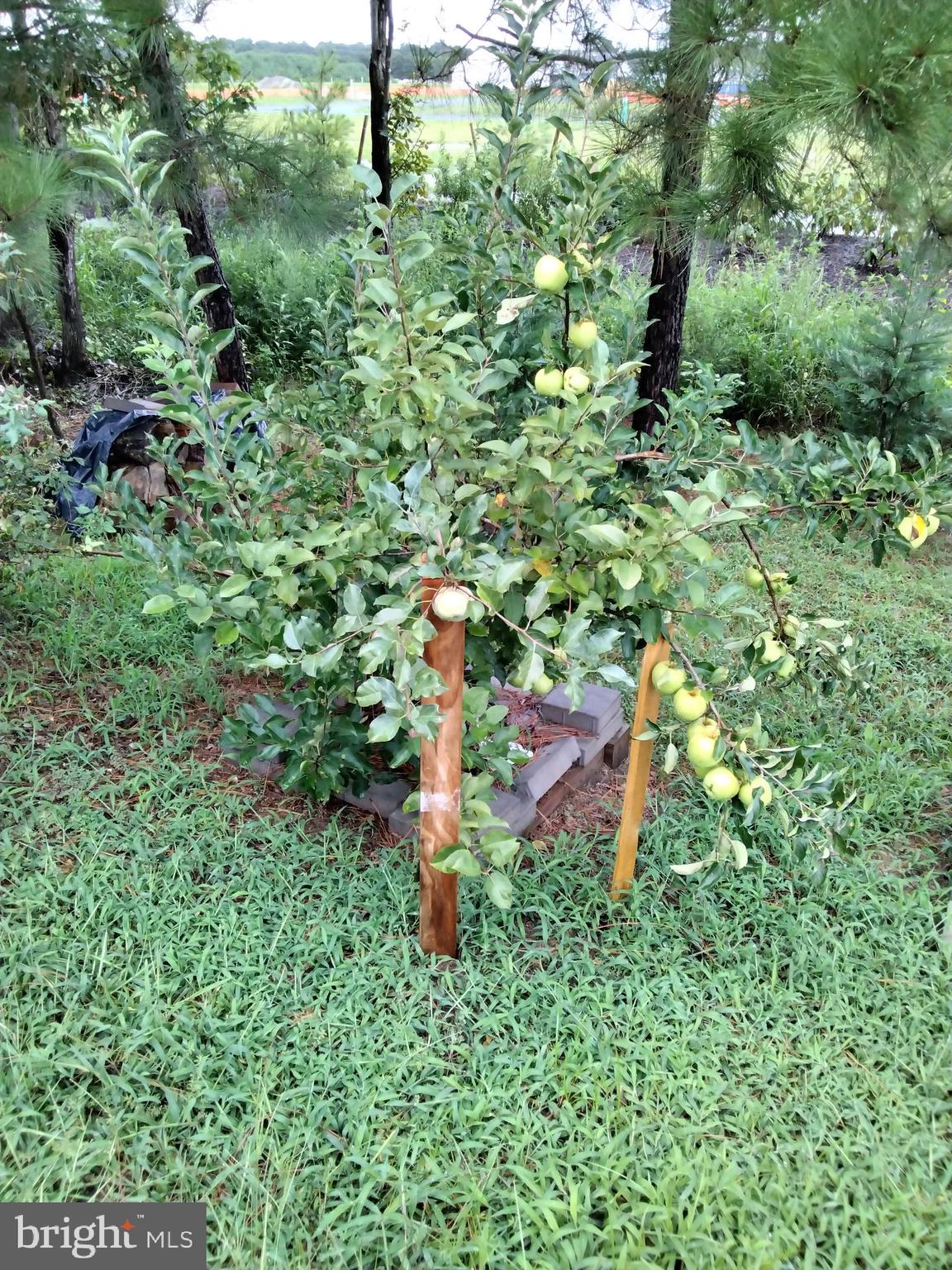 188 Bobbys Branch Road, Unit 50 Millsboro, DE 19966 - Photo 57 of 59 Apple Tree!