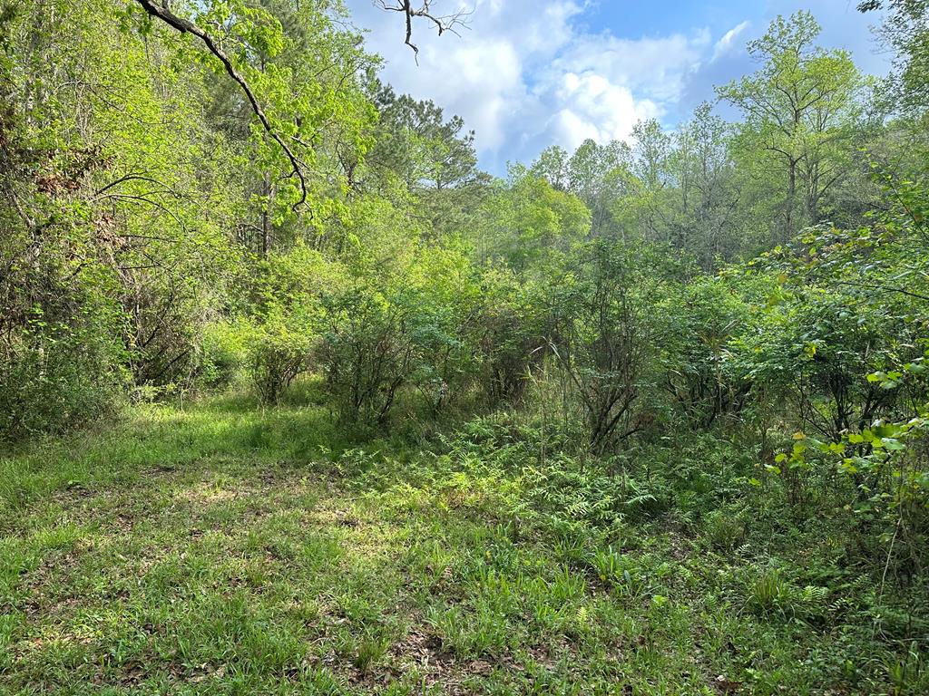 1932 Spring Street Newton, AL 36352 - Photo 48 of 60