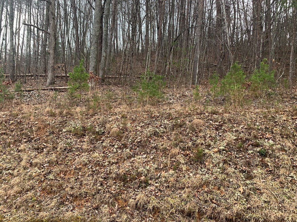 Lot 20 Wolf Ridge Lane Murphy, NC 28906 - Photo 10 of 27