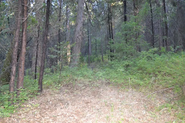a view of a forest with trees in the background