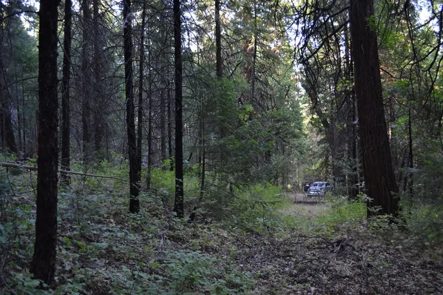a backyard of a house with lots of plants and trees