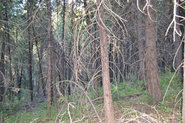 a view of a forest with trees in the background