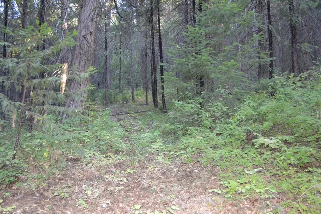 a view of a forest filled with trees