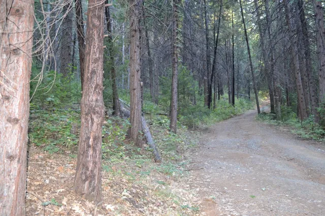 a view of a forest with trees