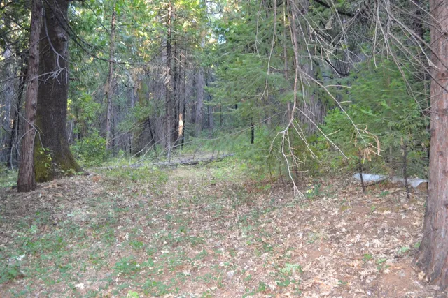 a view of a forest filled with trees