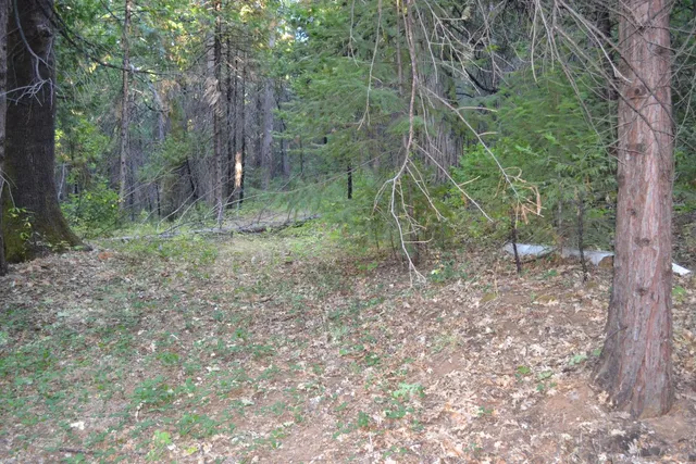 a view of a forest with trees in the background