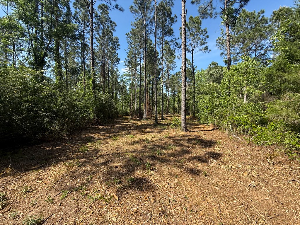Lot 3 County Road Slocomb, AL 36375 - Photo 9 of 18