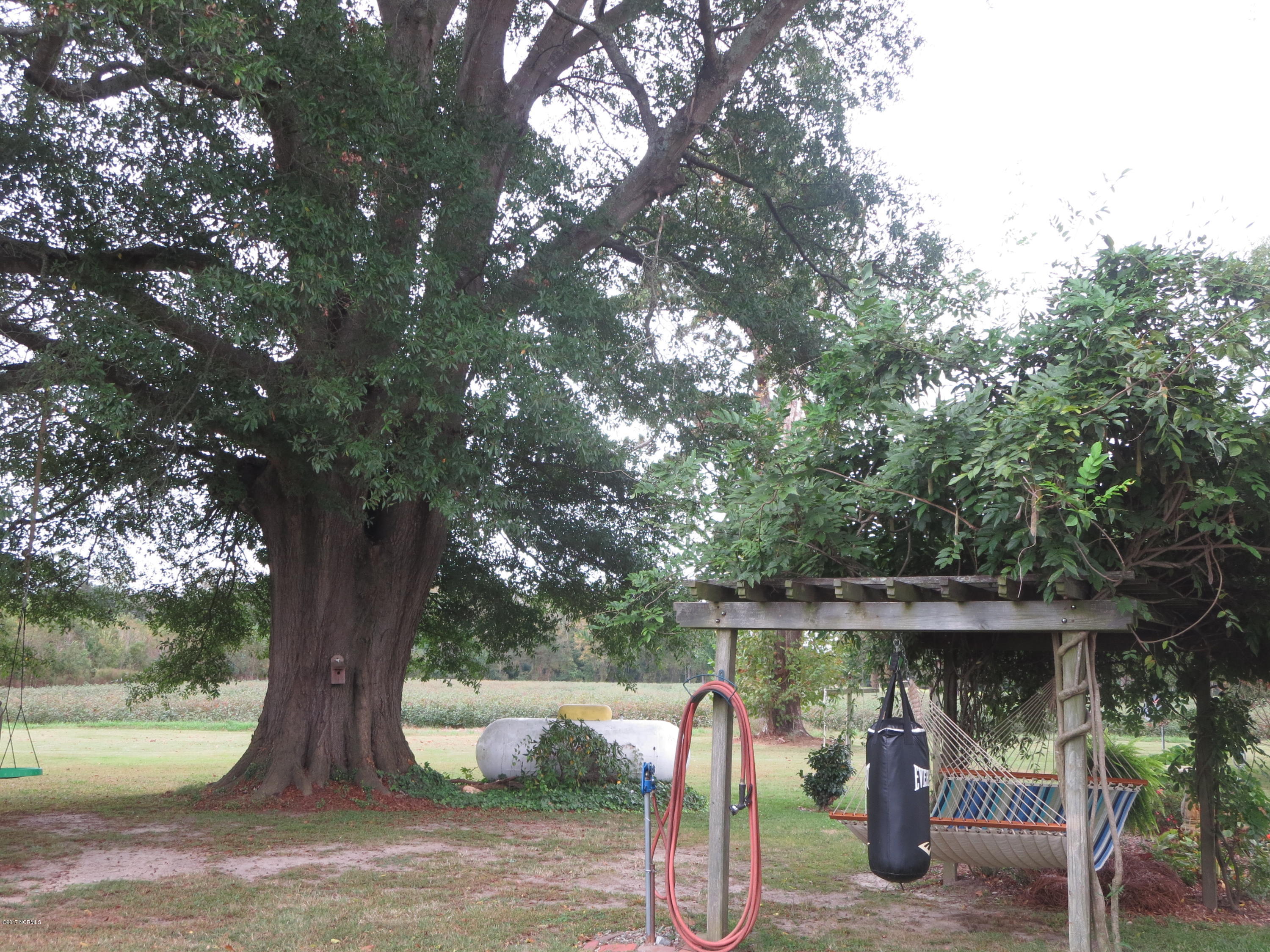 8488 Old 125 Road Scotland Neck, NC 27874 - Photo 54 of 69 beautiful shade tree