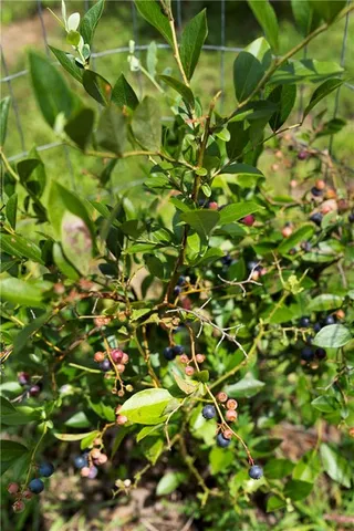 $550,000 | 1224 Texas Valley Road Northwest, Rome, GA 30165