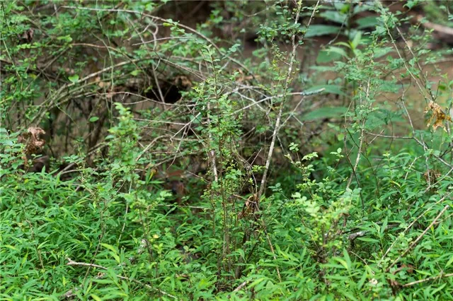 $550,000 | 1224 Texas Valley Road Northwest, Rome, GA 30165