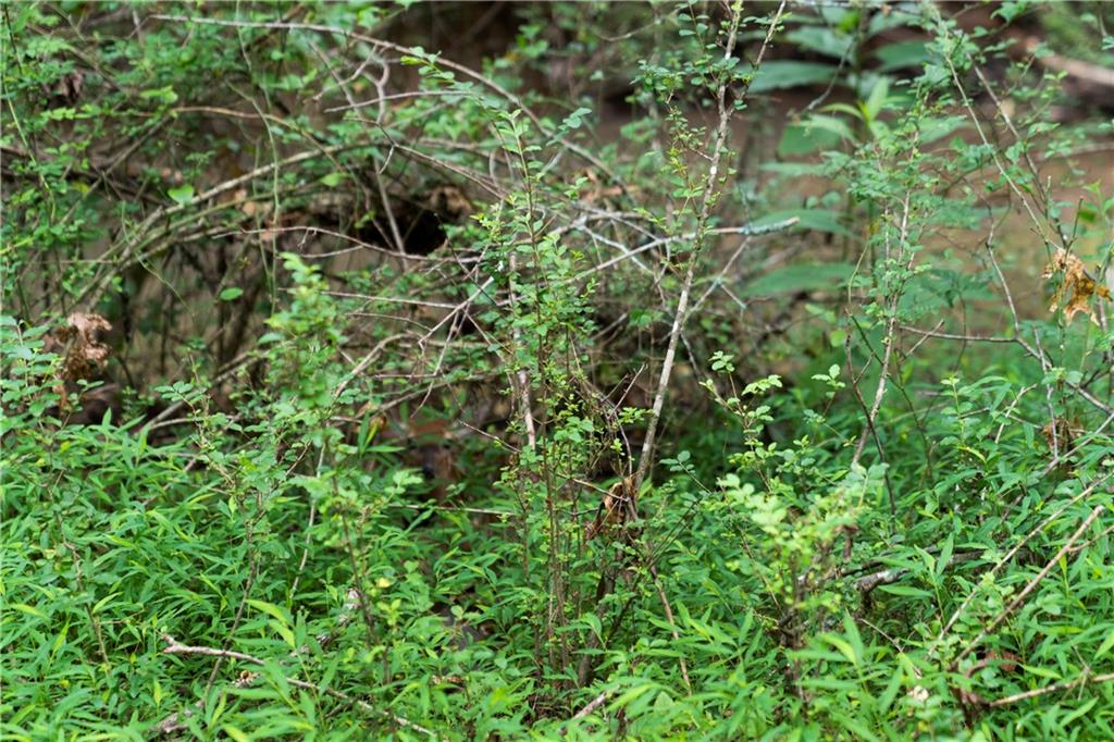 1224 Texas Valley Road Northwest Rome, GA 30165 - Photo 70 of 79