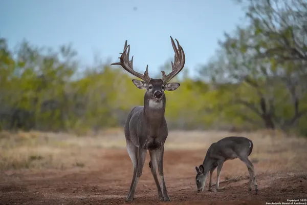 $18,995,000 | 9239 Fm 133, Cotulla, TX 78014