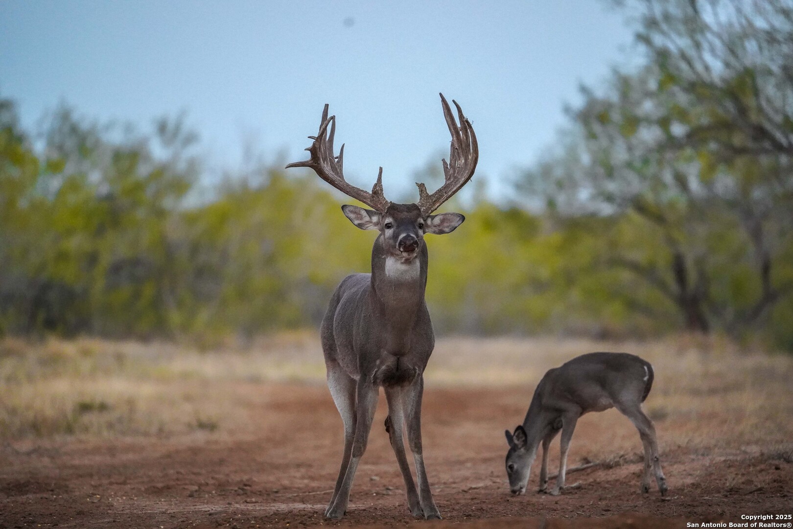 9239 Fm 133 Cotulla, TX 78014 - Photo 101 of 120