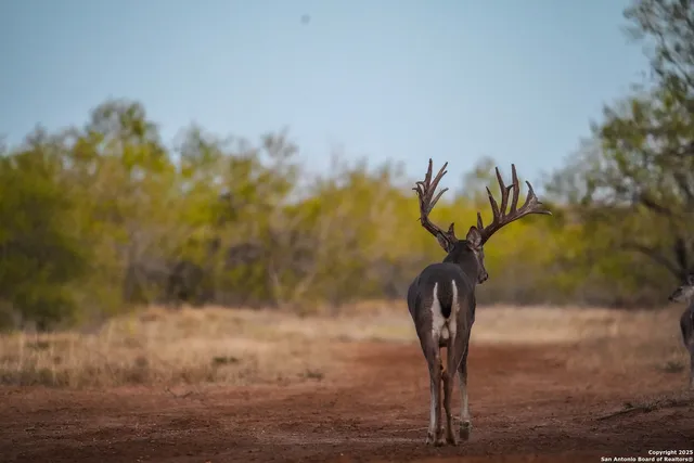 $18,995,000 | 9239 Fm 133, Cotulla, TX 78014