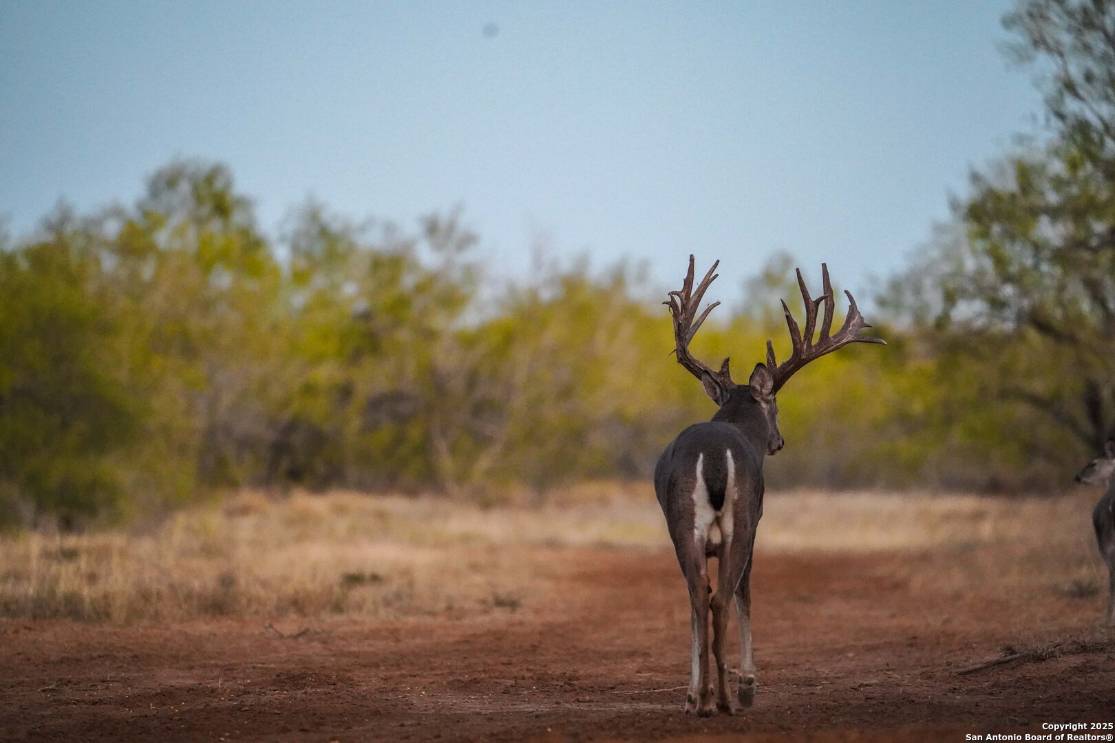 9239 Fm 133 Cotulla, TX 78014 - Photo 102 of 120