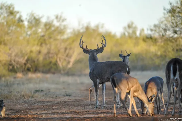 $18,995,000 | 9239 Fm 133, Cotulla, TX 78014