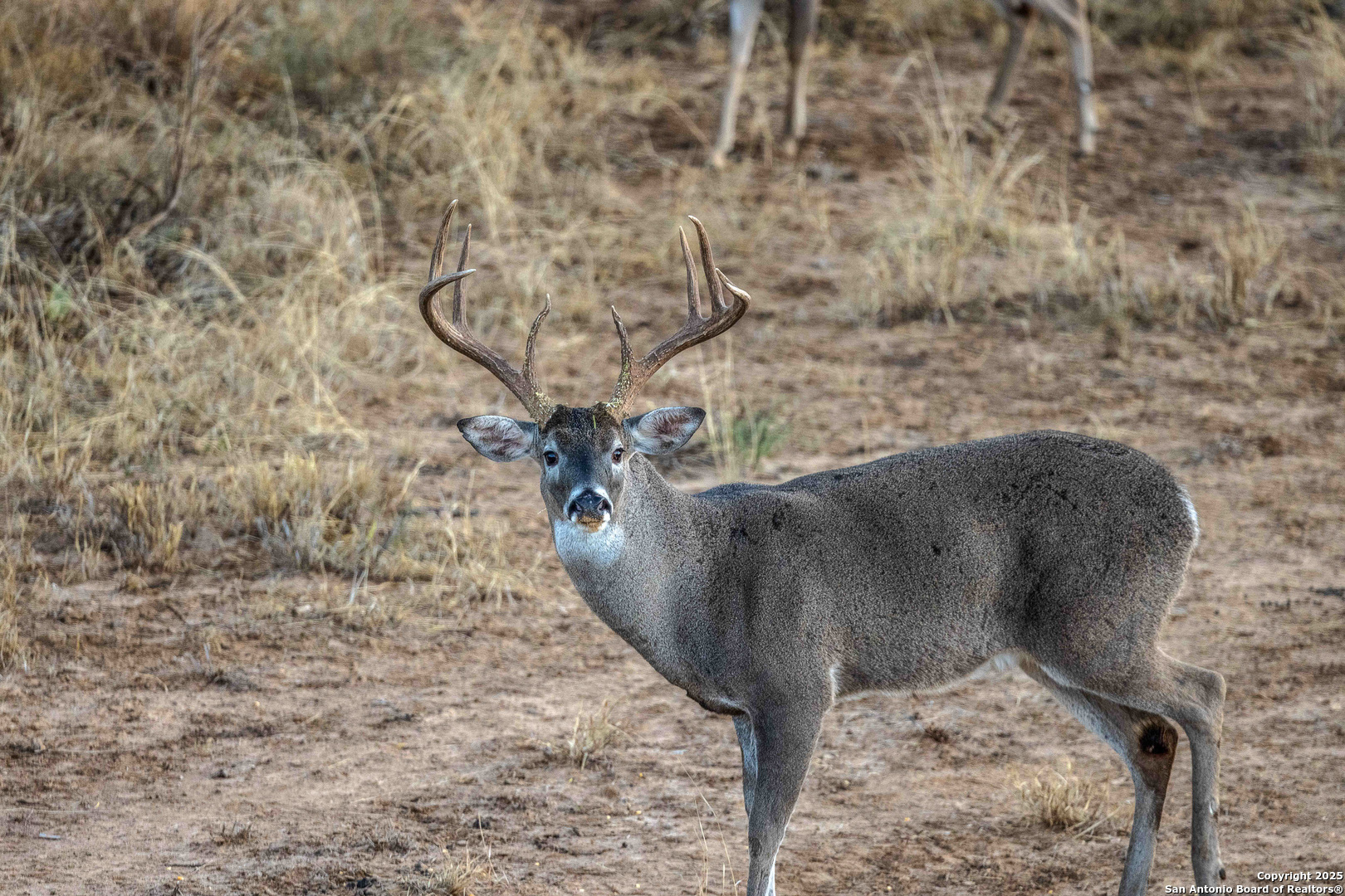 9239 Fm 133 Cotulla, TX 78014 - Photo 104 of 120