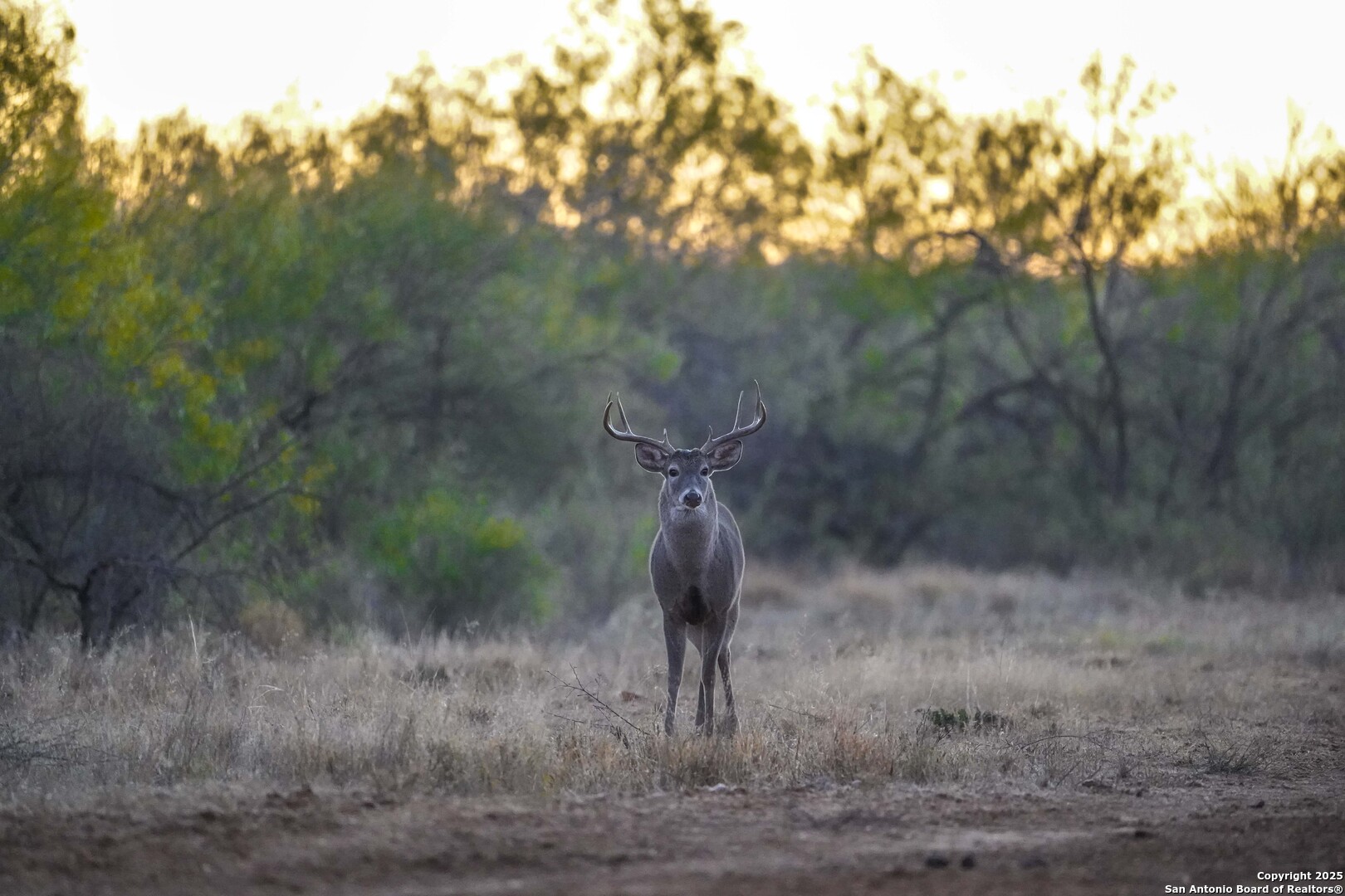 9239 Fm 133 Cotulla, TX 78014 - Photo 105 of 120