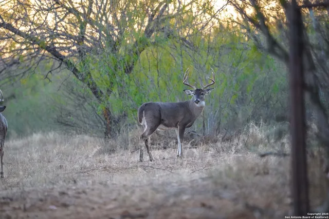 $18,995,000 | 9239 Fm 133, Cotulla, TX 78014