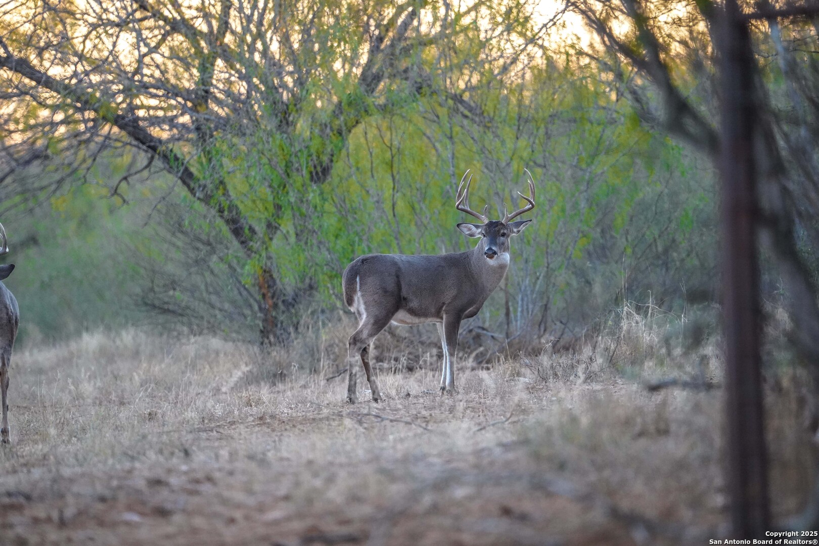 9239 Fm 133 Cotulla, TX 78014 - Photo 106 of 120