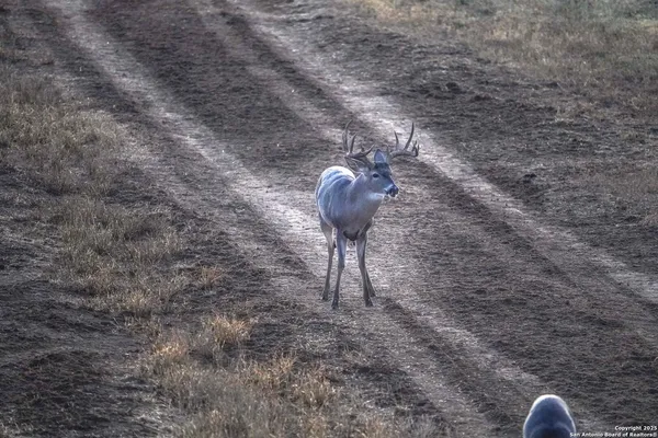 $18,995,000 | 9239 Fm 133, Cotulla, TX 78014