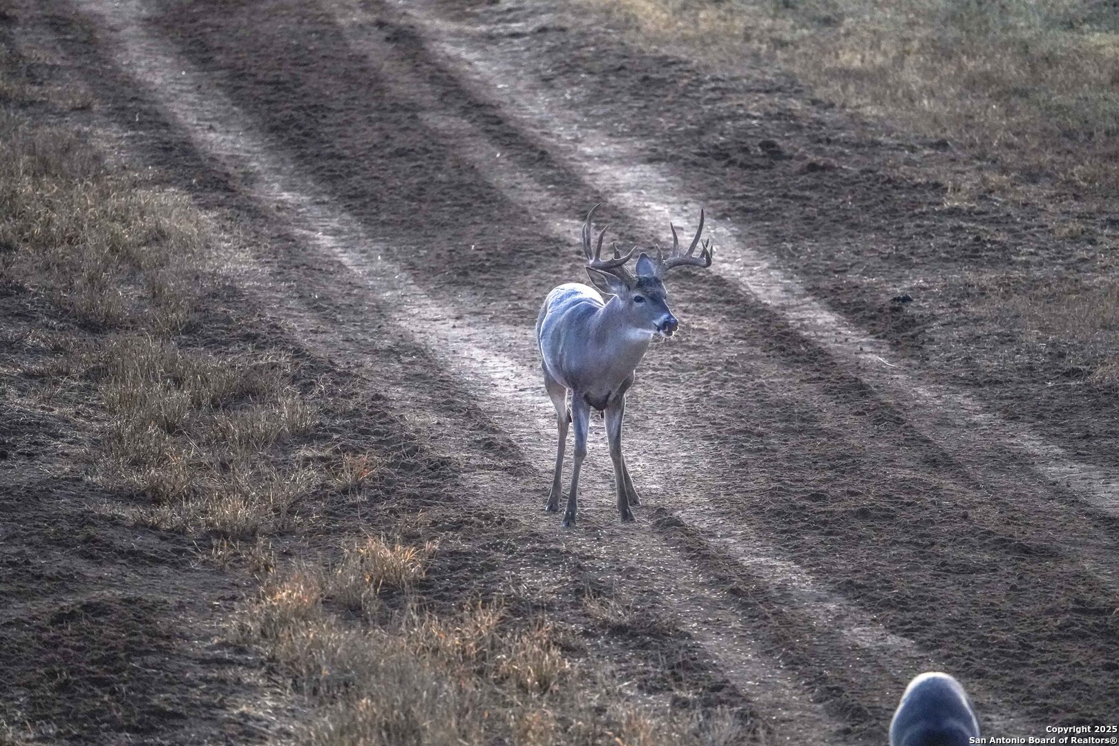 9239 Fm 133 Cotulla, TX 78014 - Photo 107 of 120
