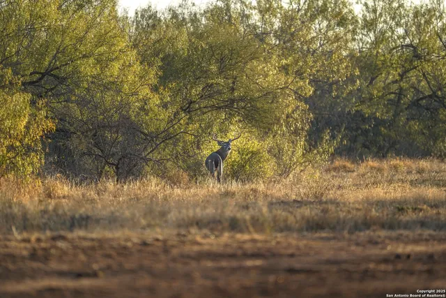 $18,995,000 | 9239 Fm 133, Cotulla, TX 78014