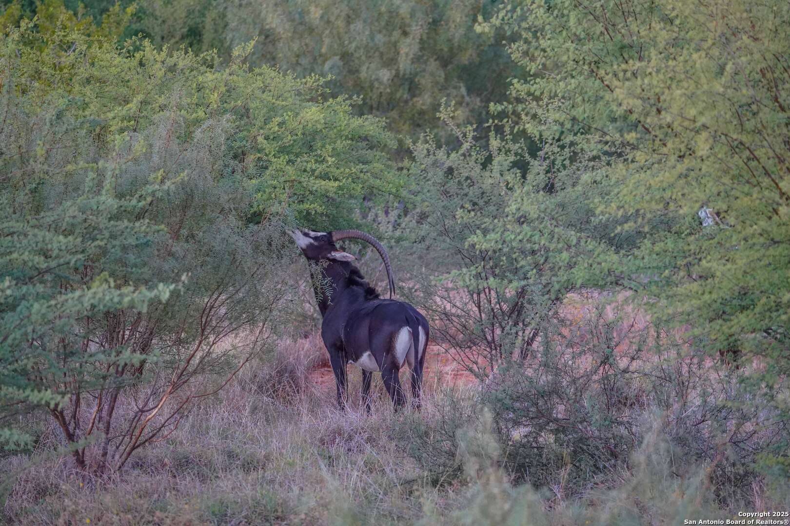 9239 Fm 133 Cotulla, TX 78014 - Photo 110 of 120