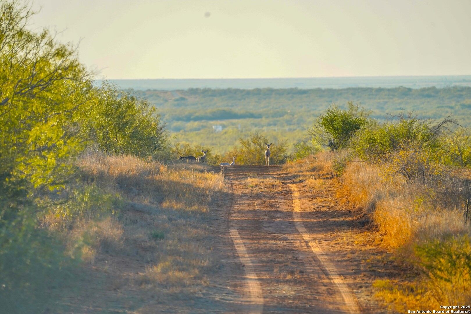 9239 Fm 133 Cotulla, TX 78014 - Photo 19 of 120