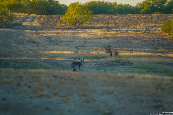 $18,995,000 | 9239 Fm 133, Cotulla, TX 78014