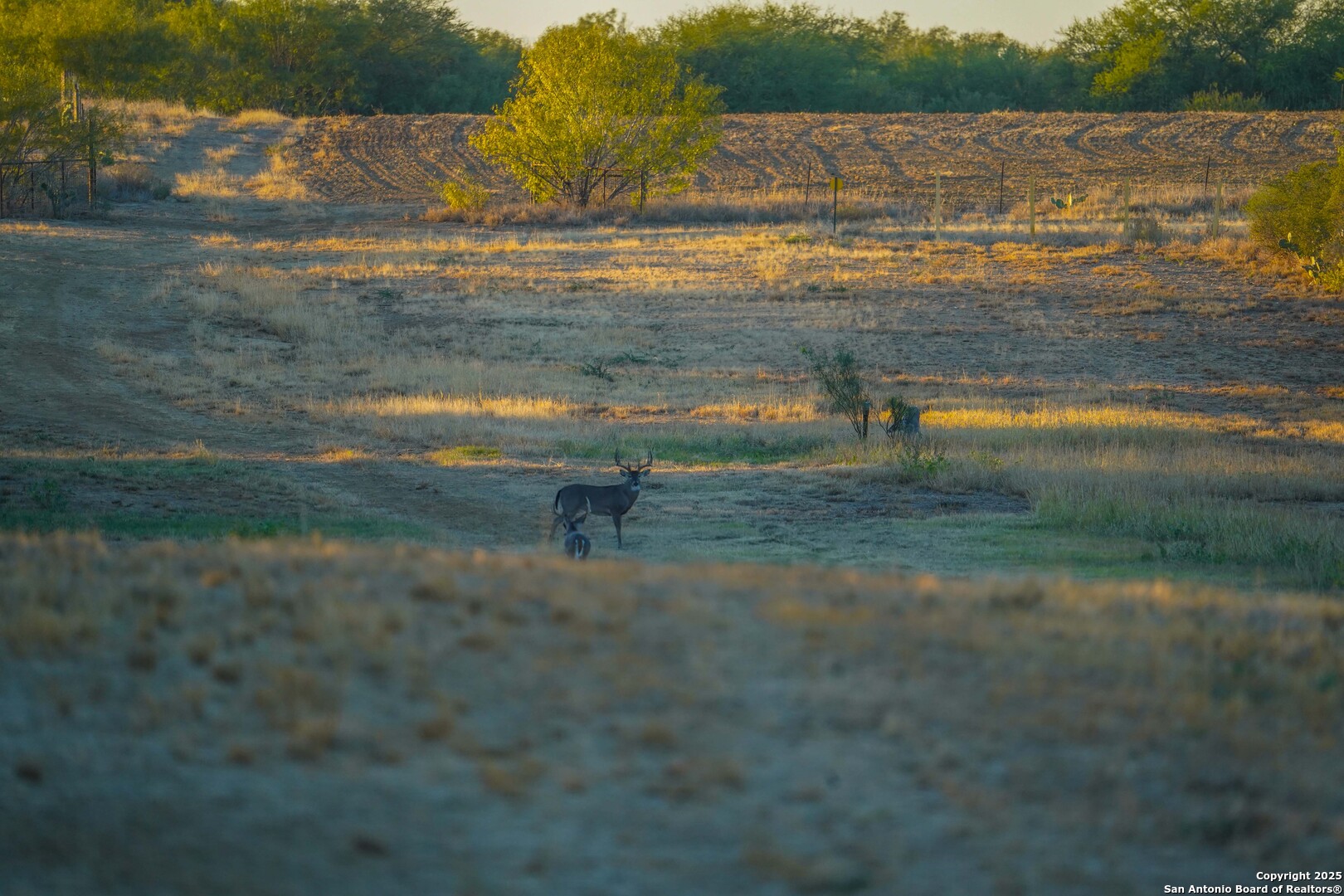 9239 Fm 133 Cotulla, TX 78014 - Photo 20 of 120