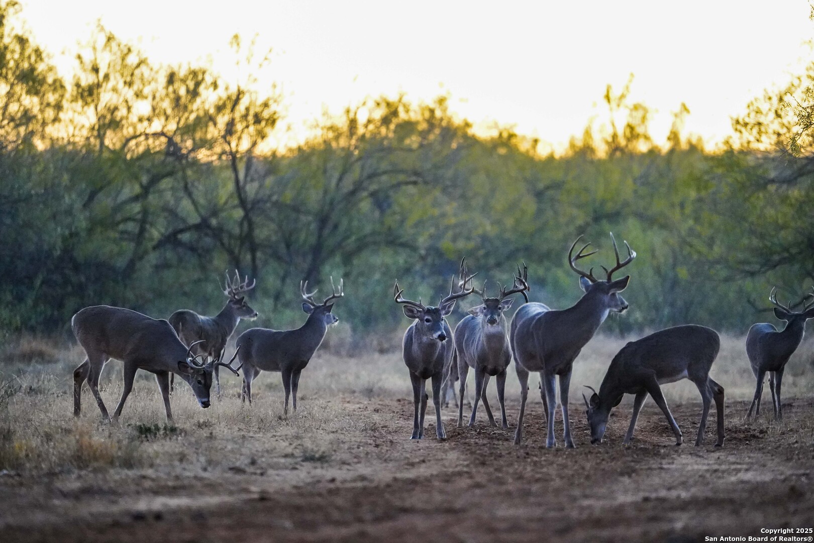 9239 Fm 133 Cotulla, TX 78014 - Photo 21 of 120