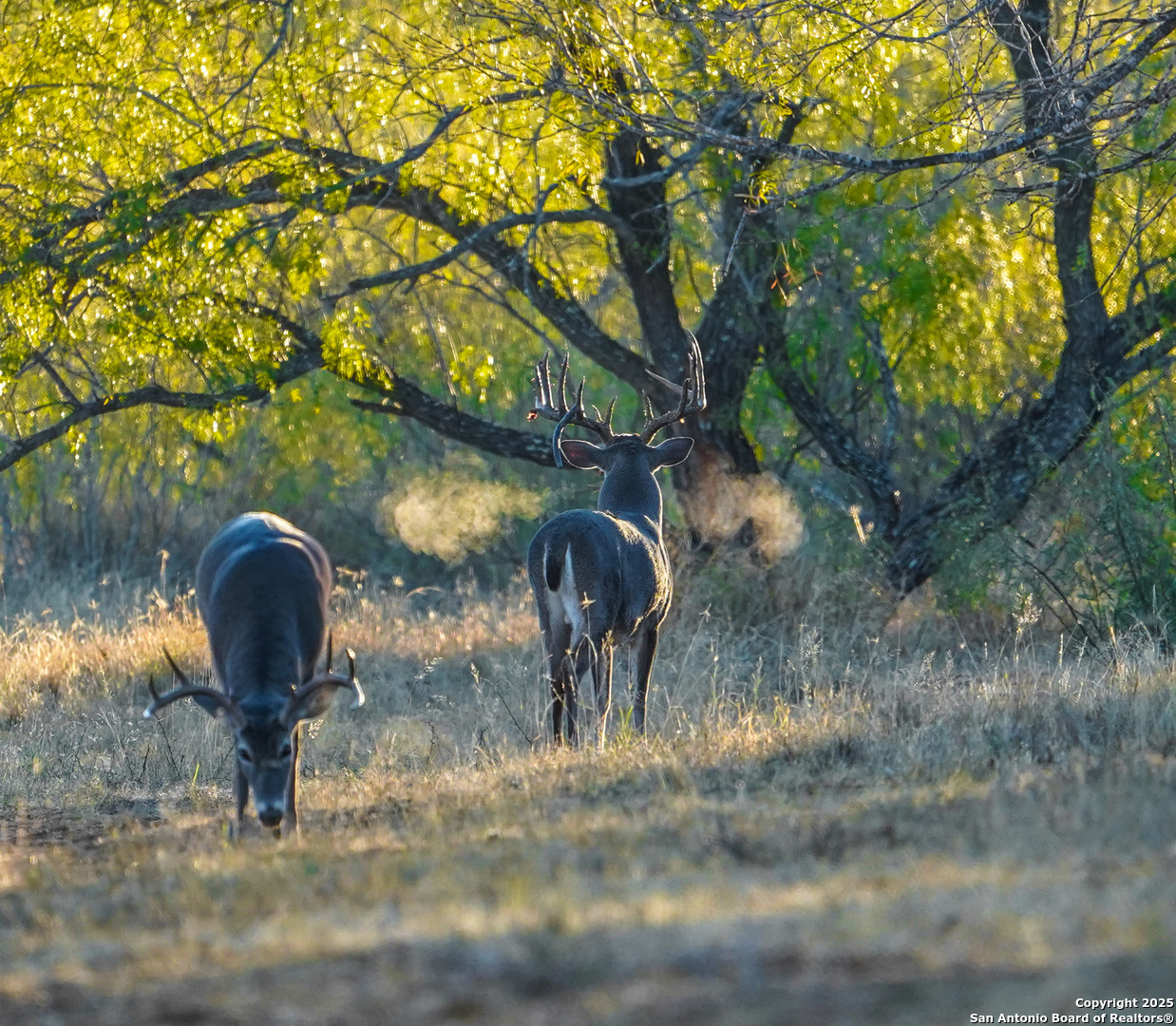 9239 Fm 133 Cotulla, TX 78014 - Photo 22 of 120
