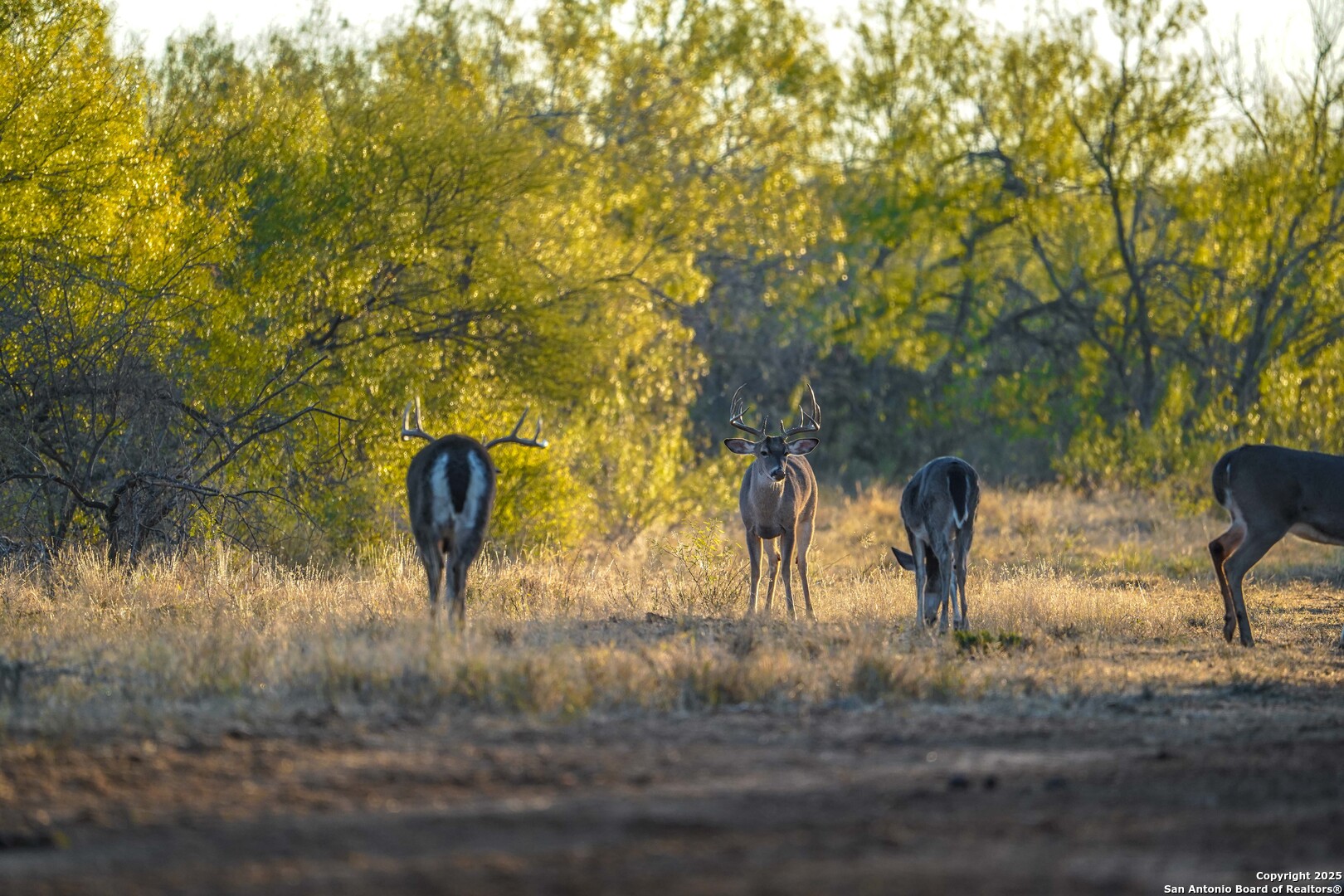 9239 Fm 133 Cotulla, TX 78014 - Photo 23 of 120