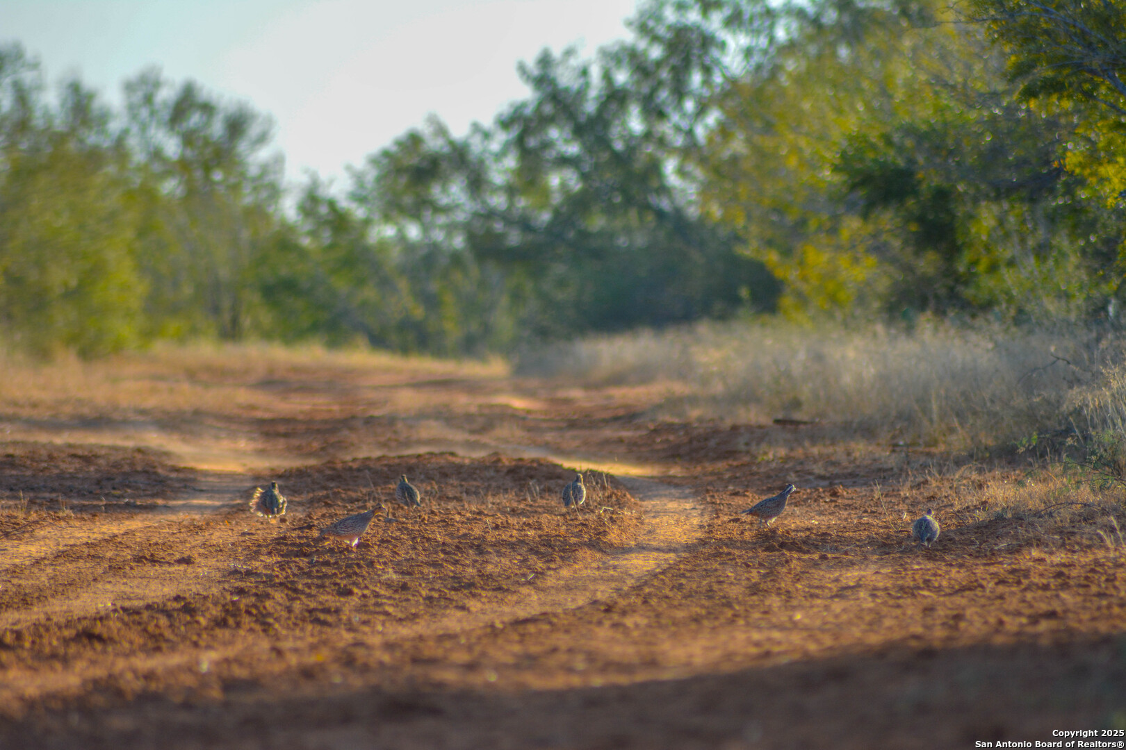 9239 Fm 133 Cotulla, TX 78014 - Photo 87 of 120