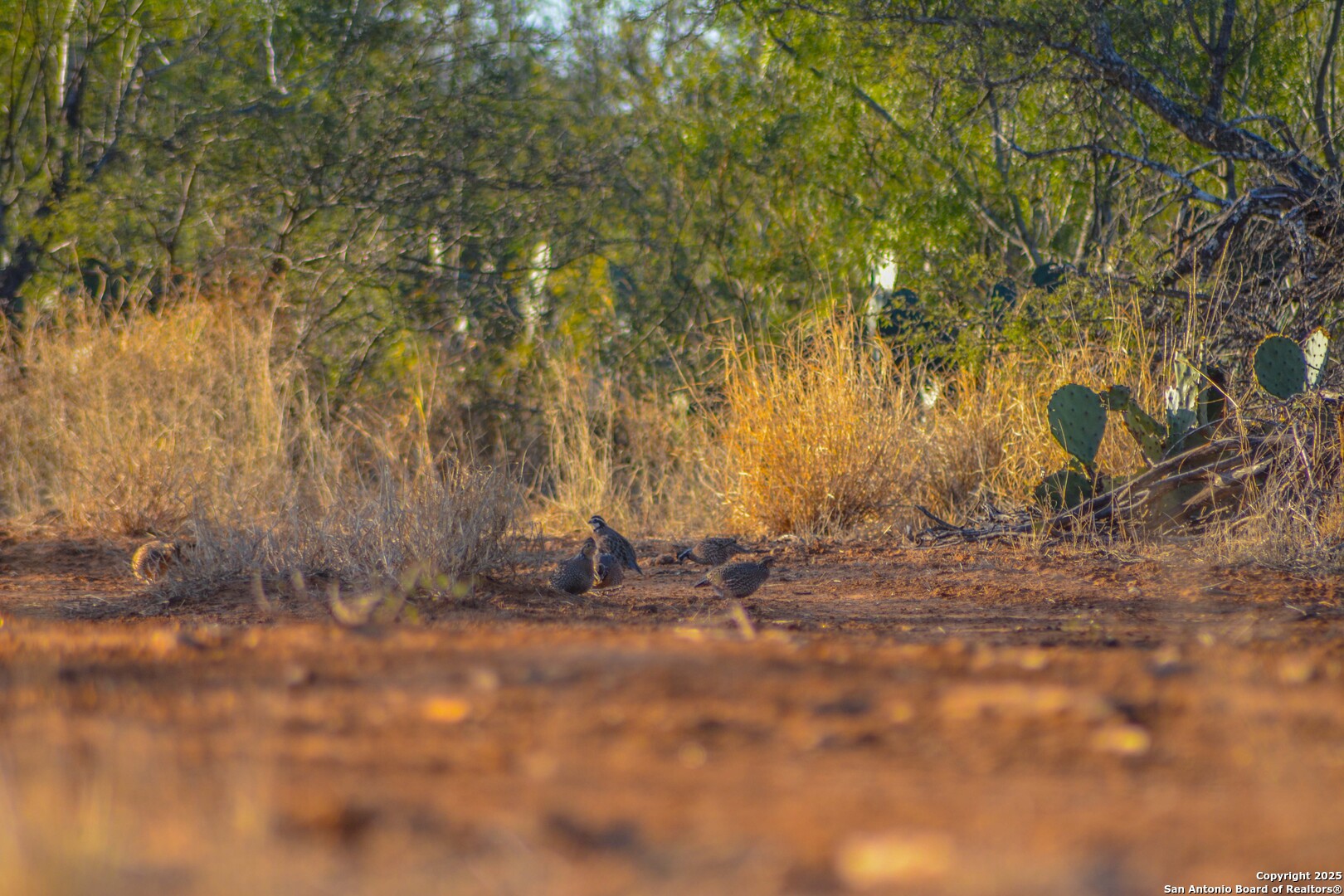 9239 Fm 133 Cotulla, TX 78014 - Photo 88 of 120