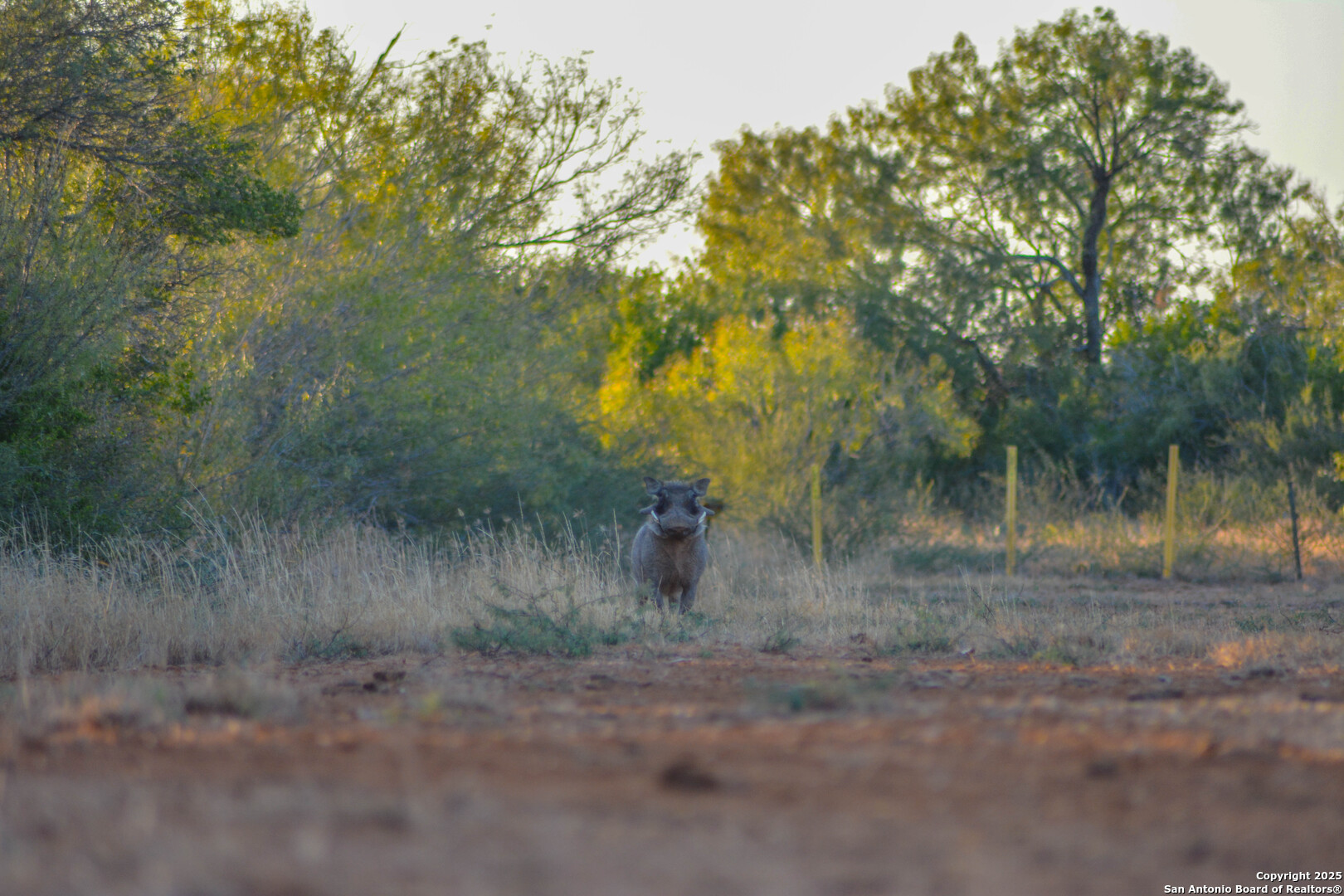 9239 Fm 133 Cotulla, TX 78014 - Photo 89 of 120