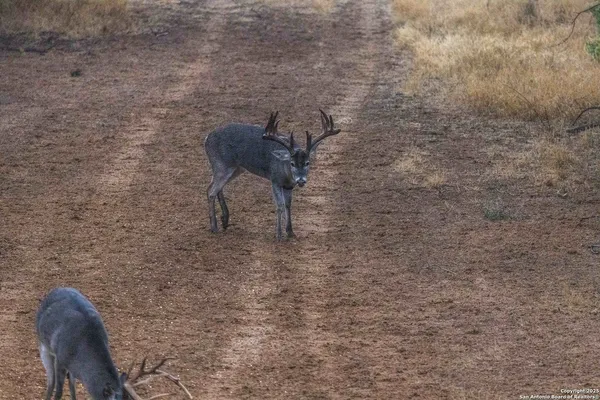 $18,995,000 | 9239 Fm 133, Cotulla, TX 78014