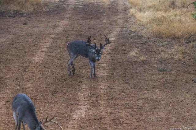 $18,995,000 | 9239 Fm 133, Cotulla, TX 78014