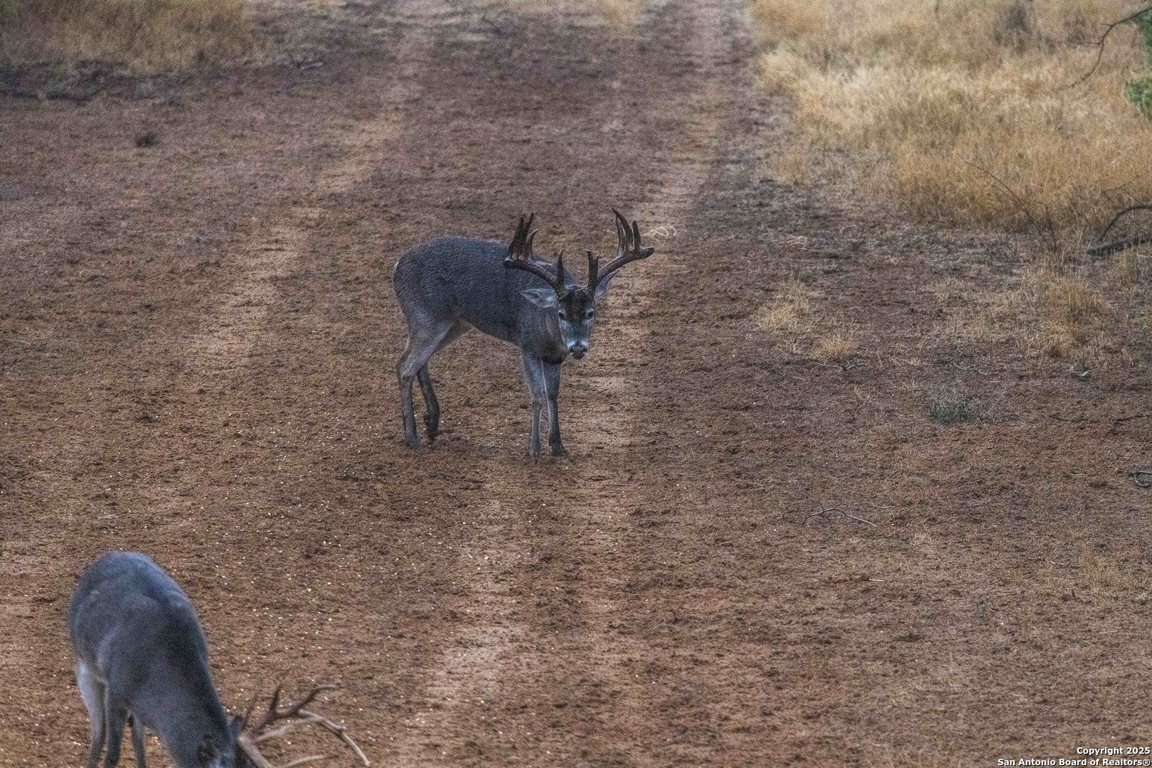 9239 Fm 133 Cotulla, TX 78014 - Photo 90 of 120