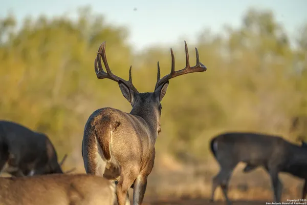 $18,995,000 | 9239 Fm 133, Cotulla, TX 78014