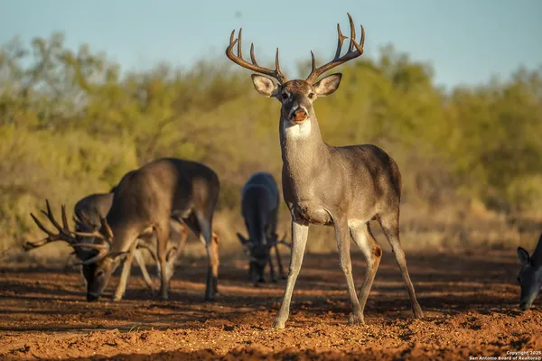 $18,995,000 | 9239 Fm 133, Cotulla, TX 78014