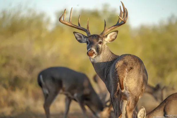 $18,995,000 | 9239 Fm 133, Cotulla, TX 78014