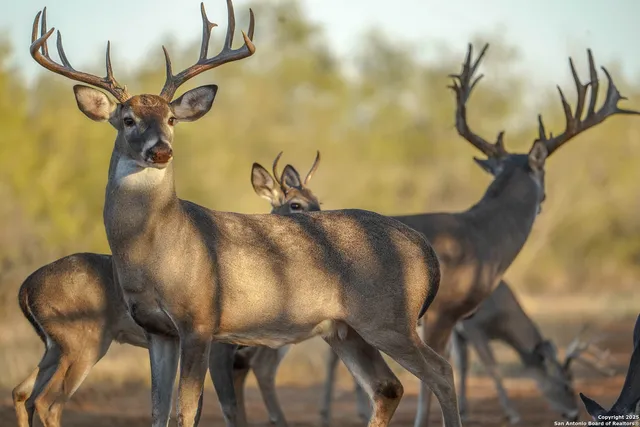 $18,995,000 | 9239 Fm 133, Cotulla, TX 78014